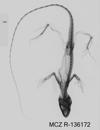 Media type: image;   Herpetology R-136172 Aspect: dorsoventral x-ray